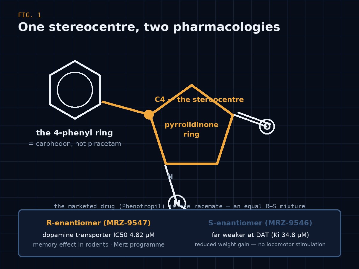 The carphedon (phenylpiracetam) molecule: a pyrrolidinone ring carrying an acetamide arm, with a phenyl ring at the 4-position — the single stereocentre that splits the racemate into R and S enantiomers with different pharmacology