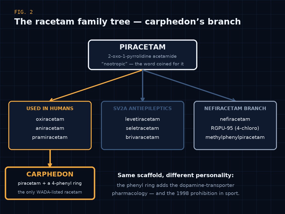 The racetam family tree: piracetam as the parent 2-oxo-1-pyrrolidine acetamide scaffold, branching into the human-use nootropics (oxiracetam, aniracetam, pramiracetam, phenylpiracetam), the SV2A antiepileptics (levetiracetam, brivaracetam) and the nefiracetam branch — with carphedon marked as the only WADA-listed member